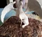 carousel chooser