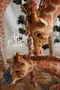 carousel chooser
